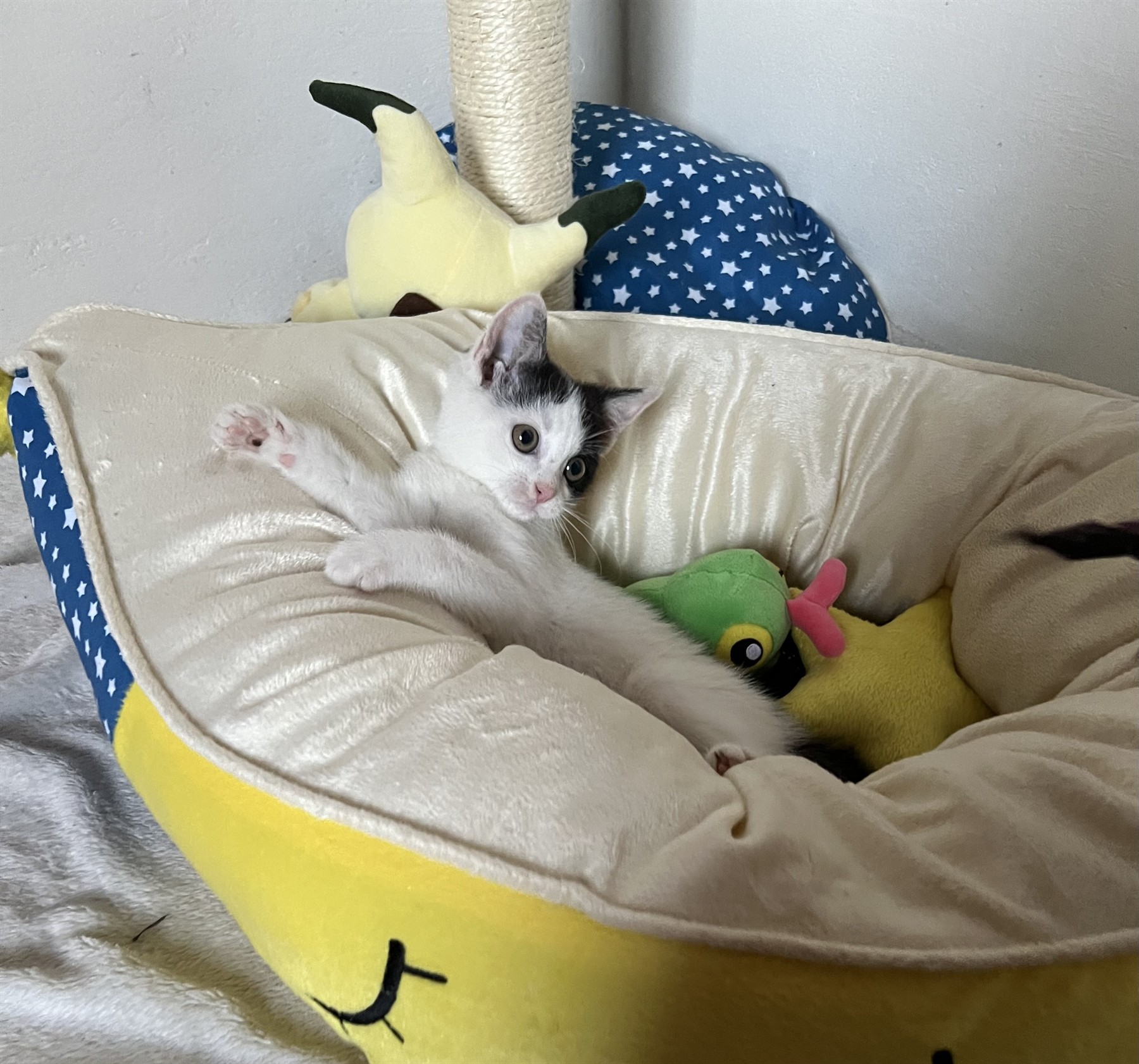 Black-and-white foster kitten relaxing in a soft yellow bed